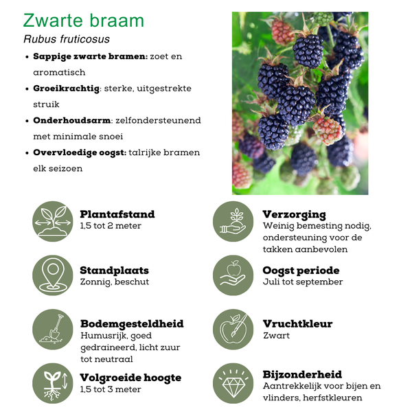 "Zomervruchten" BIO Fruitplanten mix set van 4 verschillende soorten