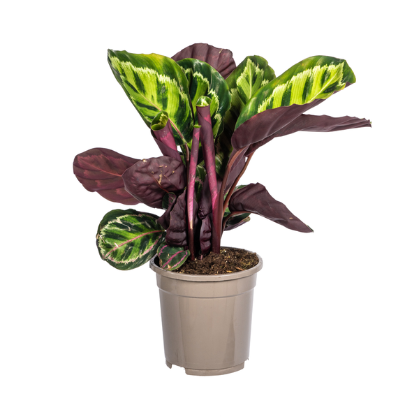 Calathea Roseopicta Ø17cm - ↕45cm