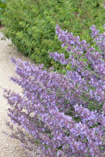 Nepeta 'Walker's Low' - ↕10-25cm - Ø9cm - 40x