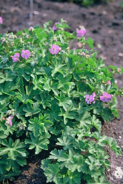 Geranium cant. 'Cambridge' - ↕10-25cm - Ø9cm - 12x