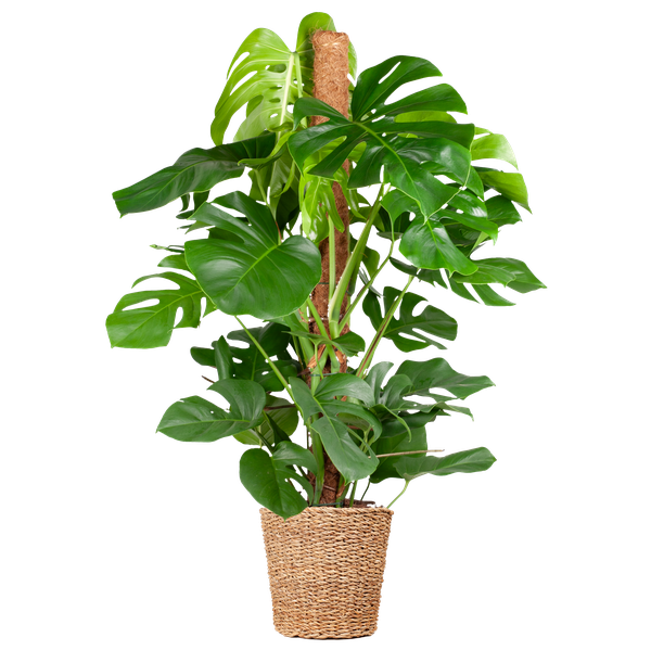 Monstera Deliciosa XL met Torun mand - 120cm - Ø24