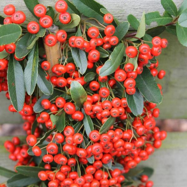 2 x Pyracantha coccinea Red Star | 12 cm Ø | 60 cm ↕