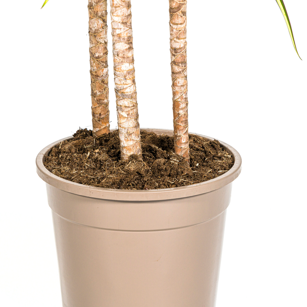 Dracaena Marginata Sunray Ø24cm - ↕140cm