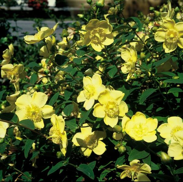 Hypericum 'Hidcote' - ↕10-25cm - Ø9cm - 40x