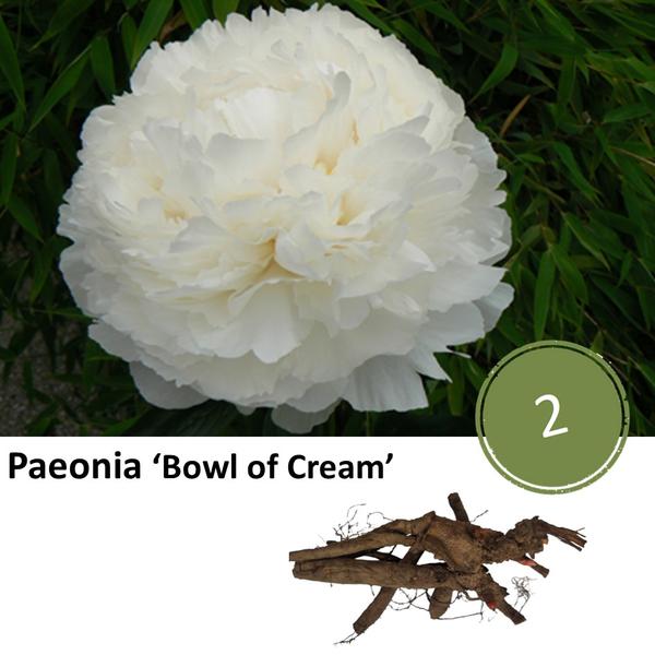 Pioenrozen - Paeonia 'Bowl of Cream' - 2x