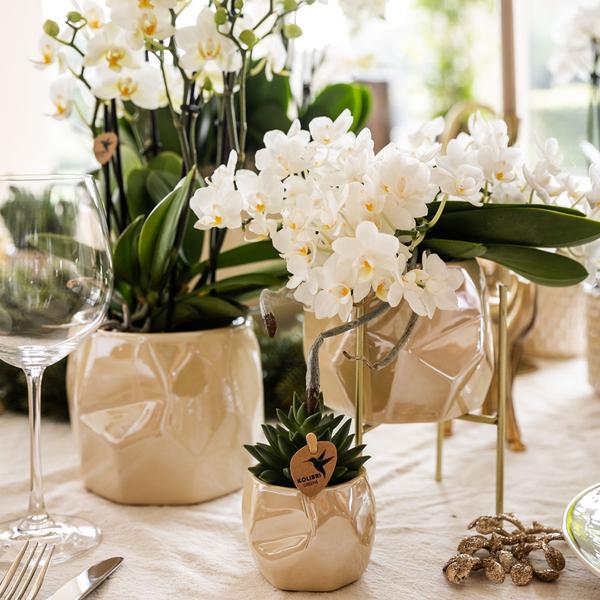 Kolibri Company | Plantenset Kerst | Witte Phalaenopsis Orchidee Amabilis + Mini Kerstboom en Succulent incl. keramieken sierpotten