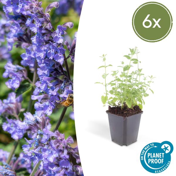 Nepeta 'Six Hills Giant' - ↕25cm - Ø9cm  - 6x