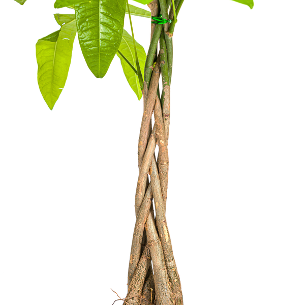 Pachira Aquatica Ø21cm - ↕100cm