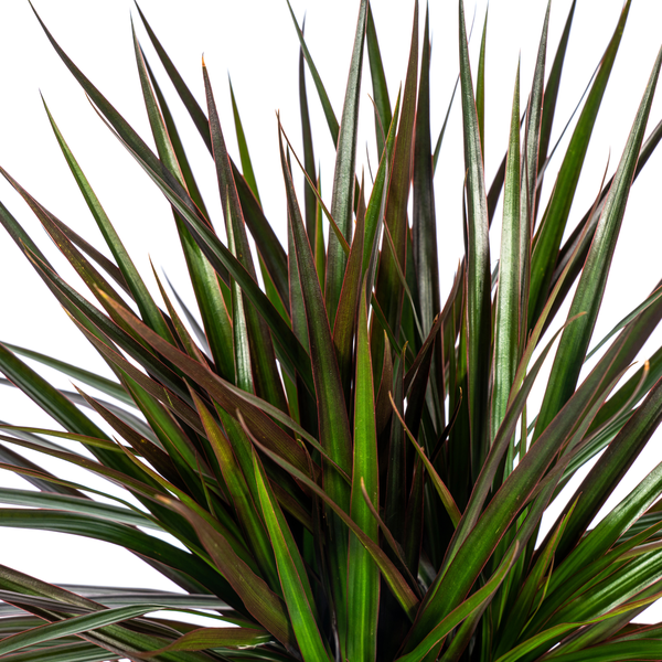 Dracaena Marginata Magenta Ø24cm - ↕140cm