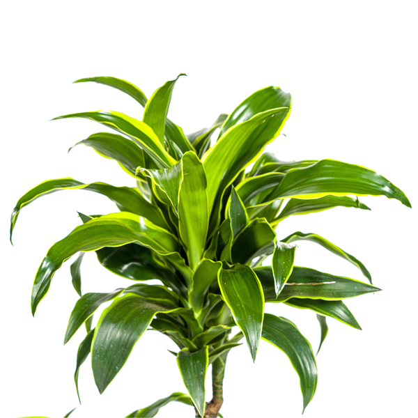 Dracaena Deremensis Dorado Ø21cm - ↕110cm