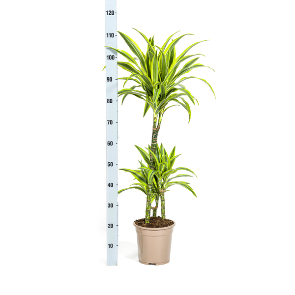 Dracaena Deremensis Lemon Lime Ø21cm - ↕100cm