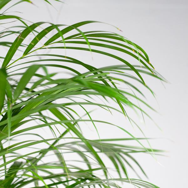 Areca Palm (dypsis) XL met mand Torun - ↕120cm - Ø24cm