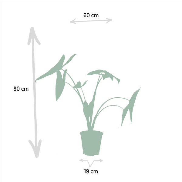 Monstera Deliciosa - Ø21cm - ↕75cm + Alocasia Zebrina - Ø19cm - ↕75cm + Strelitzia Nicolai - Ø19cm - ↕85cm + Musa Dwarf Cavendish - Ø21cm - ↕85cm