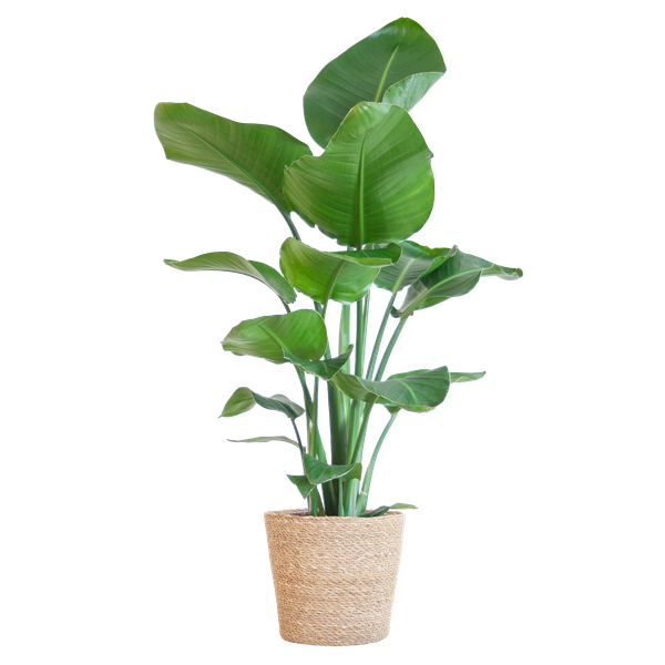 Strelitzia Nicolai met Sofia mand naturel - ↕80cm - Ø21cm