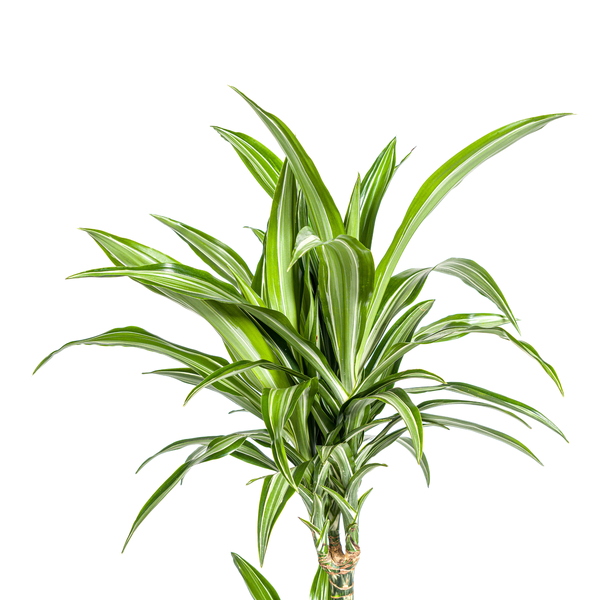 Dracaena Deremensis White Stripe Ø21cm - ↕100cm