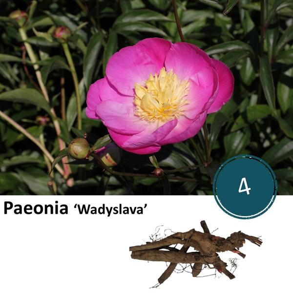 Pioenrozen - Paeonie 'Wadyslava' - 4x