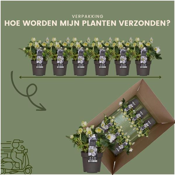 6x Helleborus niger 'Christmas Carol' | 12 cm Ø | 20 cm ↕