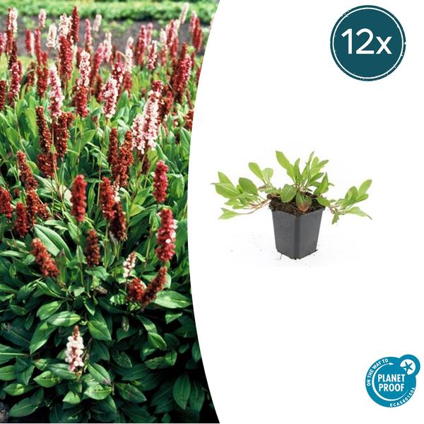 Persicaria aff. 'Darjeeling Red' - ↕10-25cm - Ø9cm - 12x