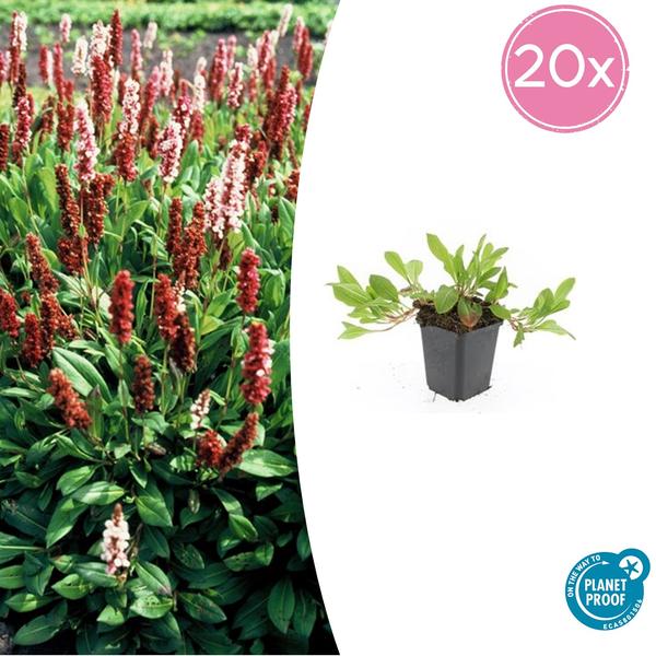 Persicaria aff. 'Darjeeling Red' - ↕10-25cm - Ø9cm - 20x