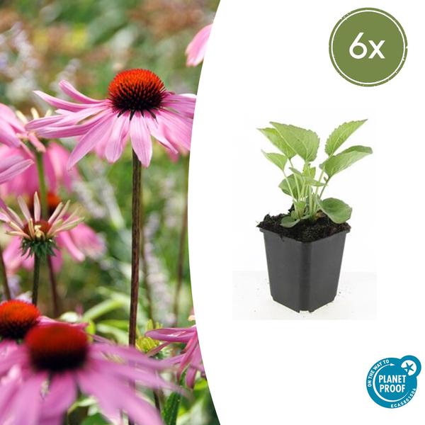 Echinacea p. 'Magnus' - ↕10-25cm - Ø9cm - 6x