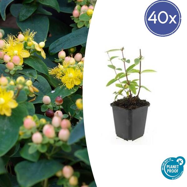 Hypericum inodorum 'Annebel' - ↕10-25cm - Ø9cm - 40x