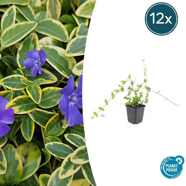 Vinca minor 'Blue and Gold' - ↕10-25cm - Ø9cm - 12x