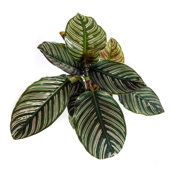 Calathea Ornata Sanderiana - ↕45cm - Ø17cm