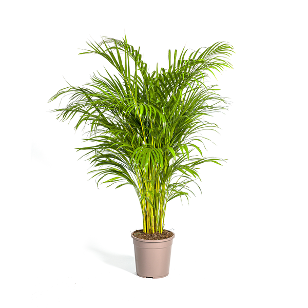 Dypsis Areca Lutescens Ø24cm - ↕140cm