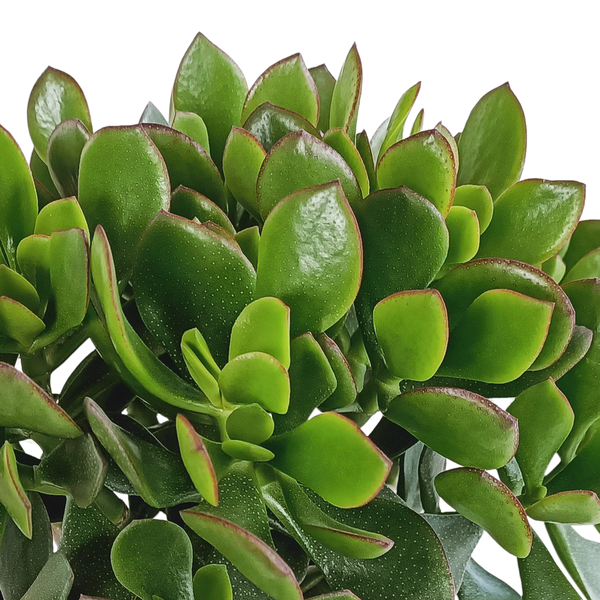 Crassula minova 17cm