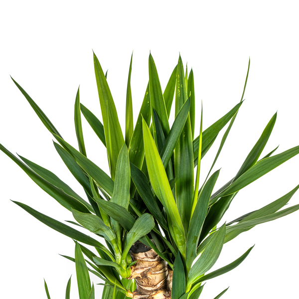 Yucca Elephantipes ↕130cm - Ø24cm