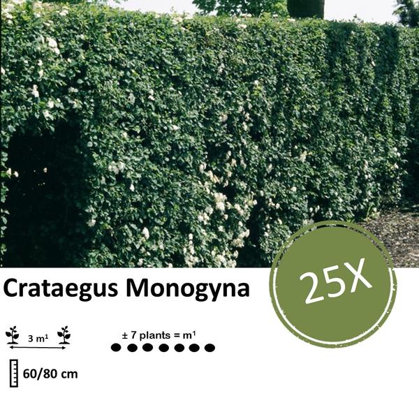 Crataegus Monogyna - Blote wortel - 60/80 - 25x