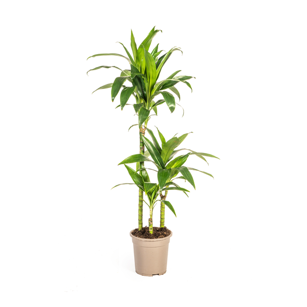 Dracaena Deremensis Lisa Ø21cm - ↕100cm