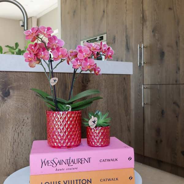 Kolibri Orchids | rode phalaenopsis orchidee Congo + Pearl Pot rood - potmaat Ø9cm | bloeiende kamerplant - vers van de kweker