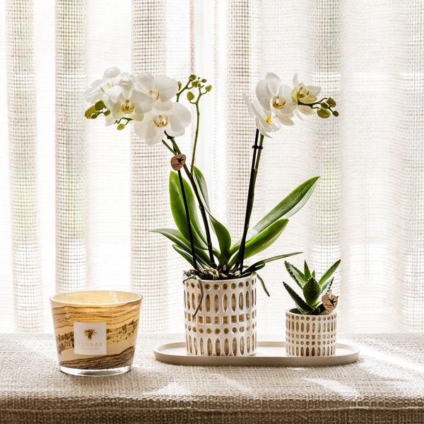 Kolibri Company | Plantenset Le Chic small | Witte Phalaenopsis Orchidee Amabilis  en Succulent incl. keramieken sierpotten op crème organisch dienblad