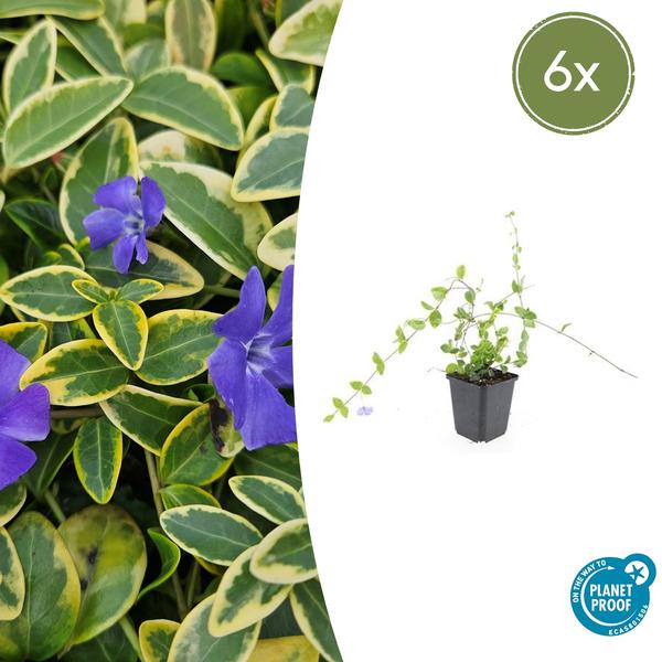 Vinca minor 'Blue and Gold' - ↕10-25cm - Ø9cm - 6x