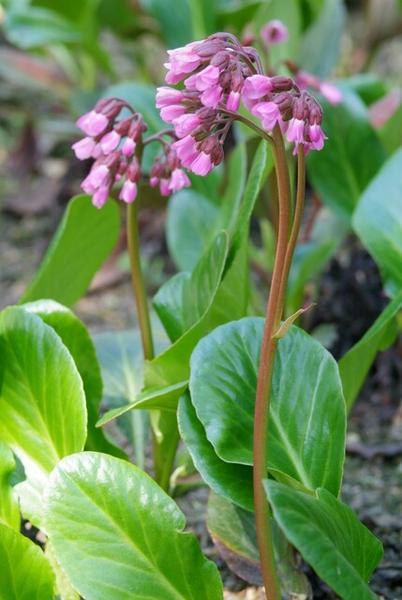 Bergenia cordifolia 'Herbstblüte'  - ↕10-25cm - Ø9cm - 6x