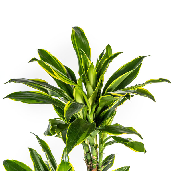 Dracaena Fragrans Golden Coast Ø24cm - ↕140cm