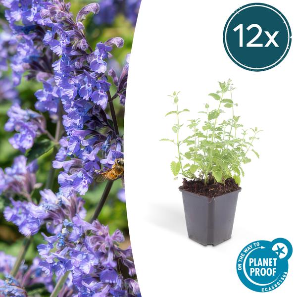 Nepeta 'Six Hills Giant' - ↕25cm - Ø9cm  - 12x