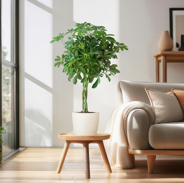 Schefflera Arab Nora met plantenpot Viber wit  - ↕70cm - Ø21