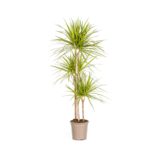 Dracaena Marginata Sunray Ø24cm - ↕140cm