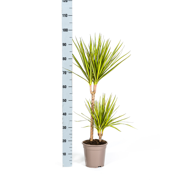 Dracaena Marginata Sunray Ø19cm - ↕80-100cm