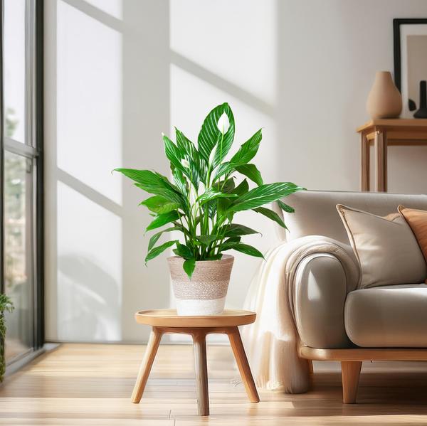 Spathiphyllum met Mand Lissabon wit - ↕80cm - Ø21cm