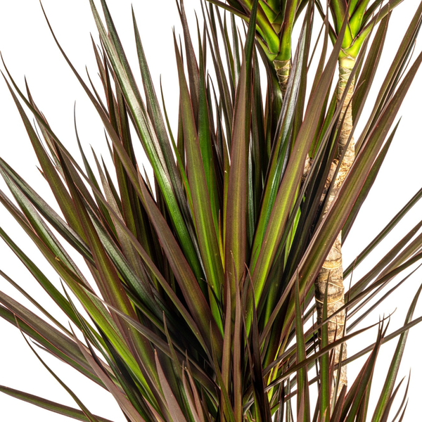 Dracaena Marginata Magenta Ø21cm - ↕120cm