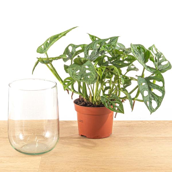 Monstera in vaas DIY-pakket - Hydroponie