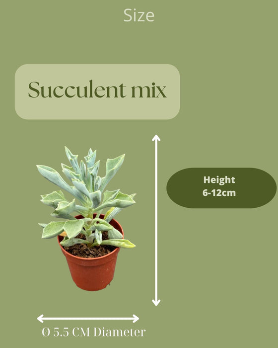 Cactus en succulenten mix- 5.5cmØ- ↕️5-10cm hoog- 40 stuks