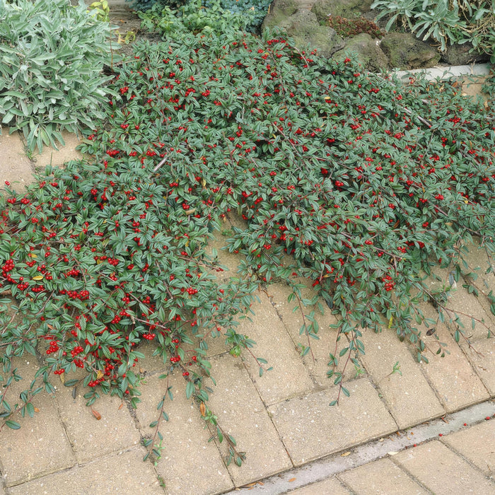 Cotoneaster dammeri - ↕10-25cm - Ø9cm - 40x