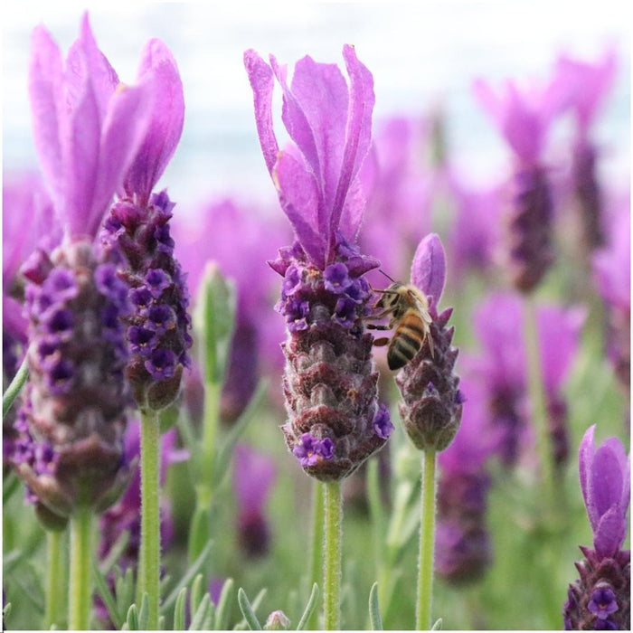 Lavandula stoechas Anouk® op stam - 15 cm pot - set van 2 Franse Lavendels op stam