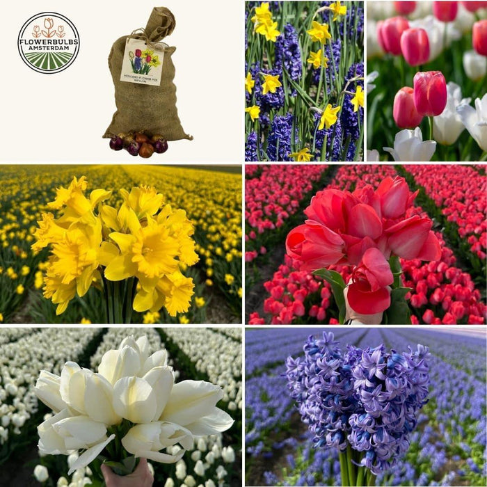 Flowerbulbs Amsterdam - Super Holland Mix - Duurzame voordeelzak, 100 bloembollen voor 2,5 m2 bloemenpracht - Maat 12+