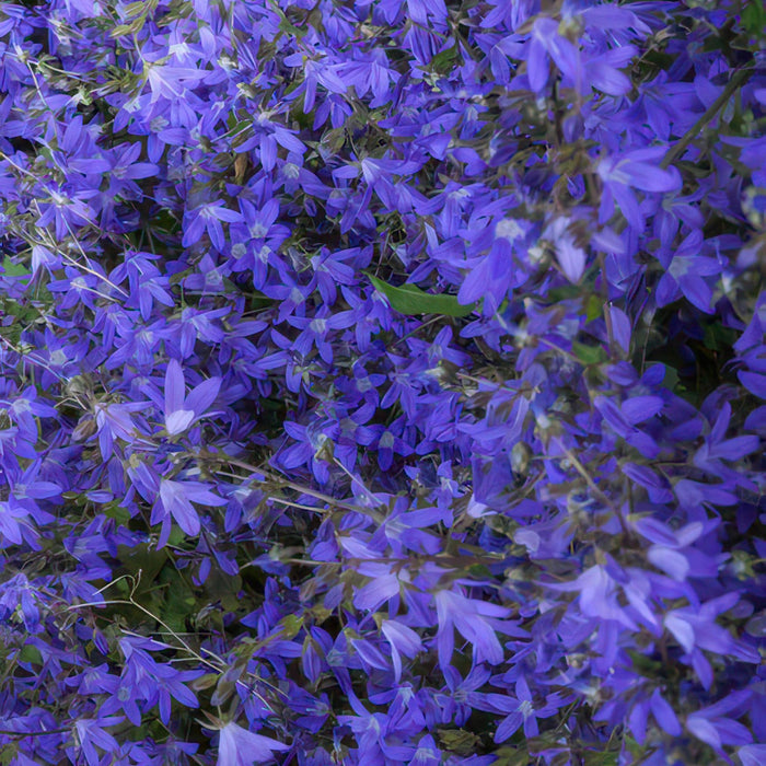 Campanula poscharskyana 'Stella' - ↕10-25cm - Ø9cm - 40x