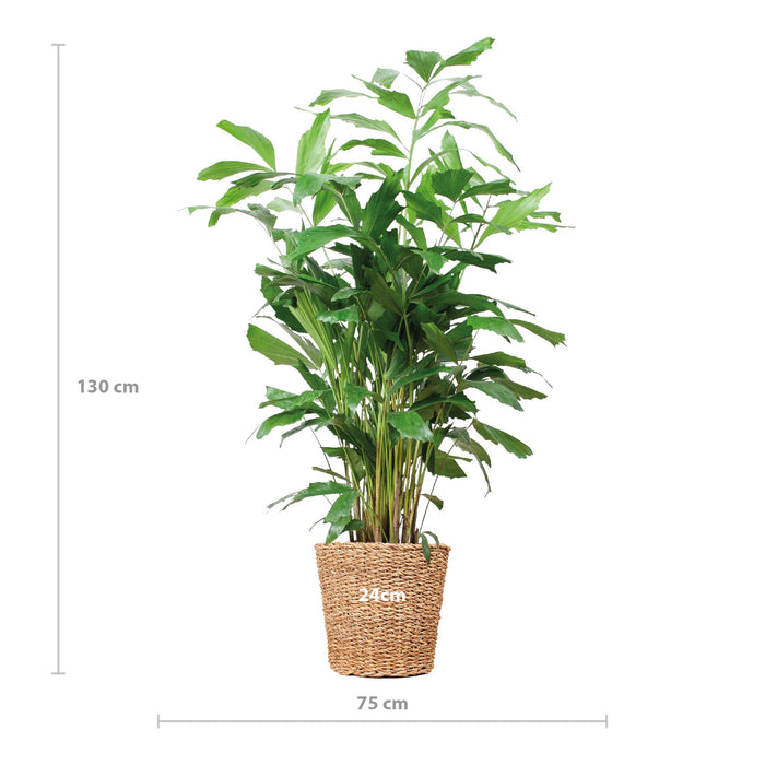 Caryota Mitis XL met mand Torun - 130cm - Ø24